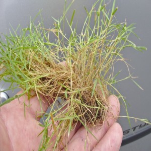 falsches gras gras berkshire agrostis stolonifera weißes straußgras fremdgräser im rasen deingruende falsches gras gras berkshire agrostis stolonifera weißes straußgras fremdgräser im rasen deingruende